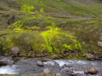 Hellgrüne Moosflächen im oberen Slenjudalur - Ostfjorde